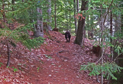 Kelley - Little River  Trail  9-15-17.jpg