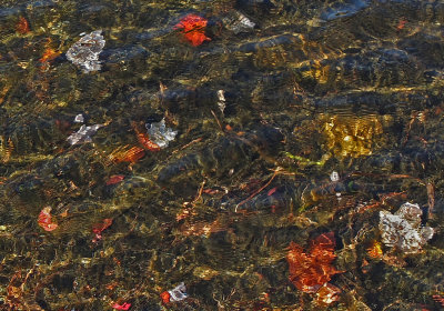 Leaves Partridge  Pond   10-9-14-ed.jpg