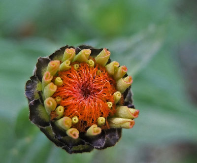 Zinnia Garden 9-22-17.jpg