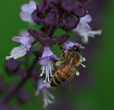 Bee Garden 9-21-17.jpg