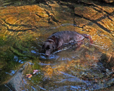 Kelley - Harbor Brook c 9-25-17-o.jpg