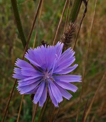 Chicory  City Forest 9-27-17.jpg