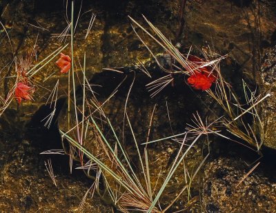 Leaves and Straw Branch Lake 9-29-17.jpg