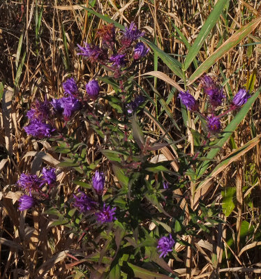 Wildflowers City Forest 10-3-17.jpg