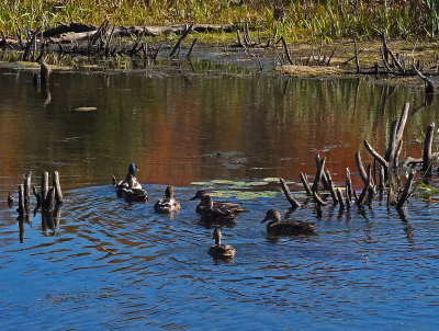 Ducks  Beaver Pond City Forest 10-3-17.jpg