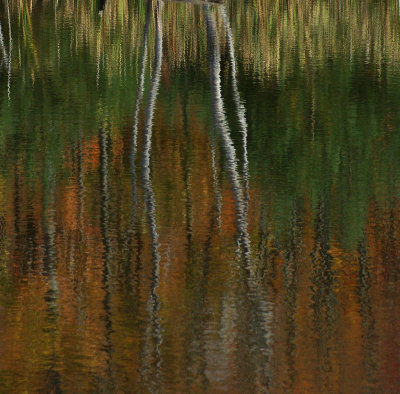 Reflection - Pond  - City Forest 10-11-11-ed.jpg