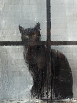 Cat in Window  - Bangor 11-4-12-ed.jpg