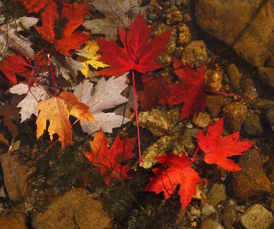 Leaves Sebasticook Lake b 10-10-17.jpg