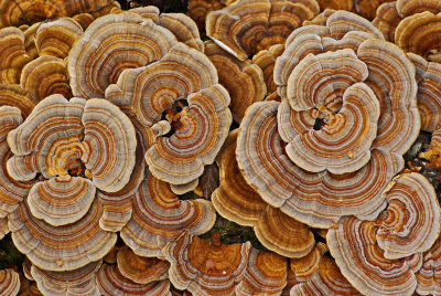 Fungus - Little Moose c 11-13-11.jpg