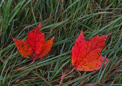 Leaves Branch Lake  Trail 10-24-17.jpg