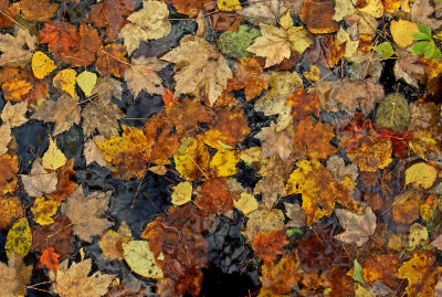 Leaves  - Walden b  10-15-11.jpg