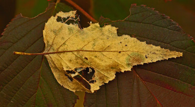 Leaves  - Walden c 10-19-11-ed.jpg