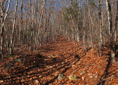 Partridge Pond Trail b 10-31-17.jpg