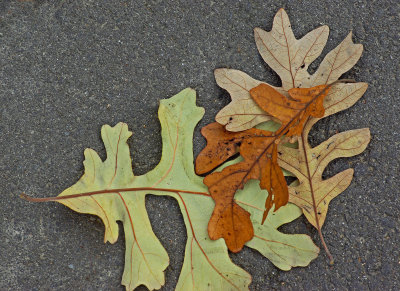 Leaves - Bangor 10-27-12.jpg