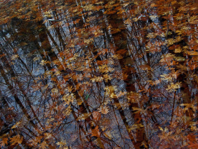 Leaves - Camden 12-5-10.jpg