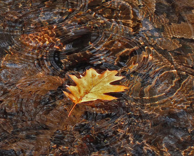 Leaf in Stream Breakneck Rd. 11-3-12-crop -pf.jpg