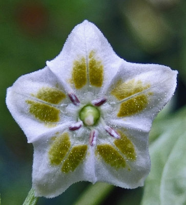 Coracao de Galinha flower 8-13-17.jpg