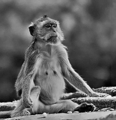 Monkey .jpg