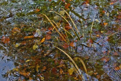 Leaves and Ice  Beachcroft Trail 12-9-11-ed.jpg