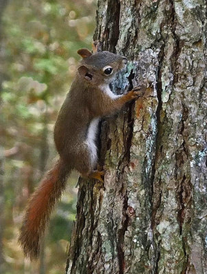Squirrel - Catherine Mt Trail.9-28-14-ed-npl.jpg