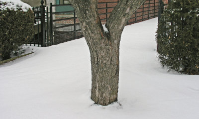 Tree Trunk Bangor 3-3-12-ed.jpg