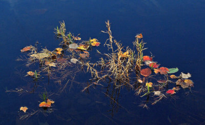 Pond Plants Canon Brook Trail 10-18-11-p-edf.jpg