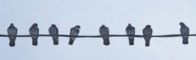 Pigeons - Neighborhood  12-11-12-ed.jpg