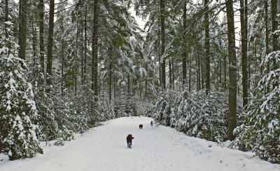 The Dogs - Loop  Rd. - City Forest 12-28-13-ed.jpg