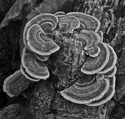 Fungus  Boyd Path b 2-24-12-edBW.jpg