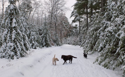 The Dogs - Main  Rd. - City Forest 12-28-13-ed.jpg