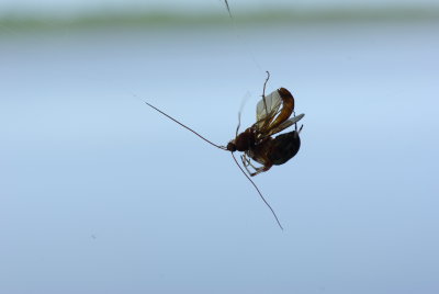 Insects - Perch Pond 8-10-14-o.JPG