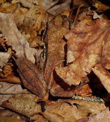 Frog - Camouflage - Harbor Brook Trail 6-1-12.jpg
