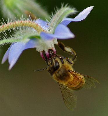 Bee on Borage - Garden 7-24-11.jpg