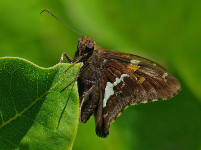 Silver-spotted Skipper Marsh Island b 7-11-12.jpg