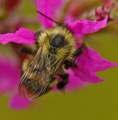 Bee - Walden 8-27-11-ed.jpg