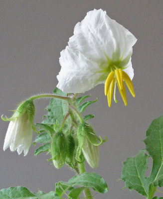 Solanum sisymbriifolium flower 9-18-4-ed.jpg