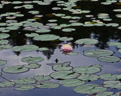 Water Lily  - Little Long Pond b7-2-14-ed.jpg