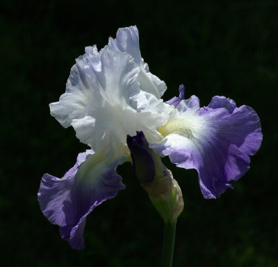 Iris Garden 6-3-18.jpg