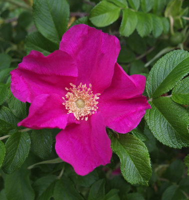 Rosa rugosa Garden b 6-24-18.jpg
