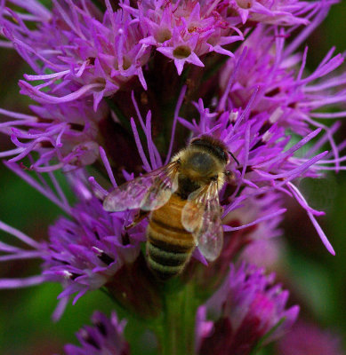 Bee Garden 7-28-18.jpg