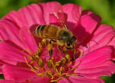 Bee Garden d 9-28-18.jpg