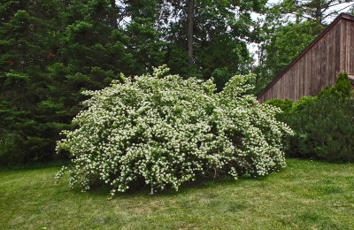 Spirea in Yard 6-17-18.jpg