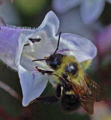 Bee Garden 6-27-18.jpg