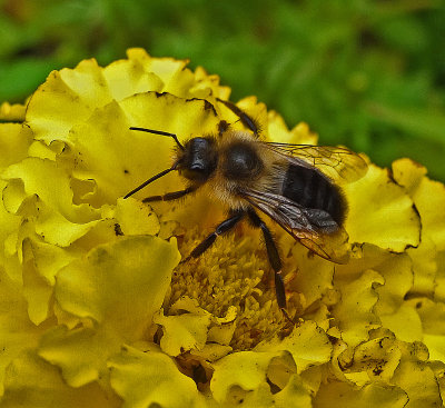 Bee Garden 9-28-18_.jpg