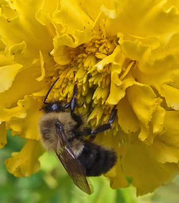 Bee Gaeden 10-17-18.jpg