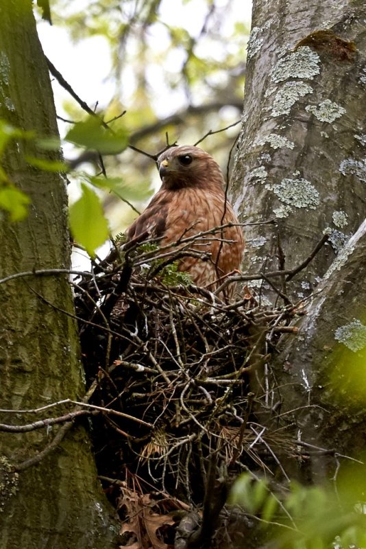 Red-shouldered Hawk