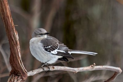 Northern Mockingbird