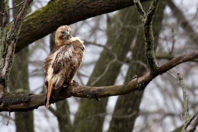 Rain-soaked Red-tailed Hawk