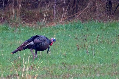 Turkey Gobbler