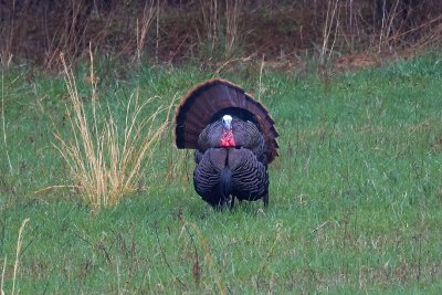 Turkey Gobbler